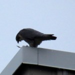 img_0033-beauty-squawking