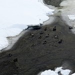 img_0042-ducks-in-the-open-water