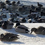 img_0054-seneca-park-birds