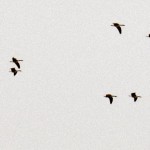 img_0059-canada-geese