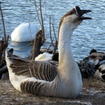 img_0076-noisy-african-goose