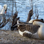 img_0078-swan-and-goose-with-a-couple-duck-tails