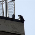 img_0079-falcon-power-at-half-mast