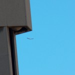 Falcon Fly Towards OCSR 4-1-15