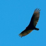 Mt Hope Turkey Vulture -5-23-15