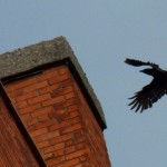 The Crow Tries to Escape -5-1-15