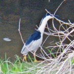 Black-Crowned Night Heron -5-16-15