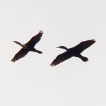 Two Cormorants Heading North Down the River -5-16-15