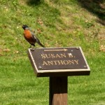 Robin Points the Way to Susan B's Grave Site-5-23-15
