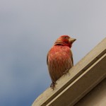 Singing Purple Finch -5-1-15