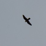 Beauty Soaring High Above the Times Square Bldg -6-9-15