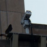 Wings at the Nest Box -6-10-15