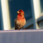 25-purple-finch-6-7-15