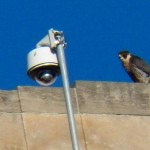 26-beauty-on-ledge-above-nb-6-7-15