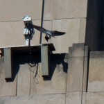 5-dotca-to-nest-box-with-food-6-7-15