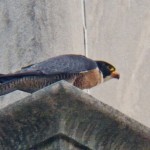 Beauty on Corner of Library Eating a Pigeon -6-10-15