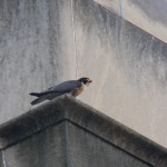 Beauty on Corner of Library Eating a Pigeon -6-10-15