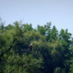 img_0004-bald-eagle-at-braddocks-bay