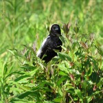 img_0014-bobolink