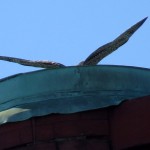 img_0014-fledgling-wings