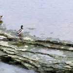 img_0015-ducks-in-the-river