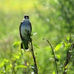 img_0019-eastern-kingbird