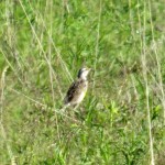 img_0022-meadowlark