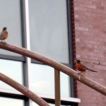 img_0026-robins-below-beauty-and-the-kids-not-happy