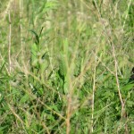 img_0029-bobolinks