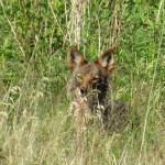 img_0033-coyote