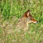 img_0038-coyote