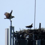 img_0044-osprey-pair