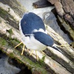 img_0047-black-crowned-night-heron