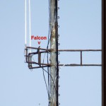 img_0072-falcon-on-fct