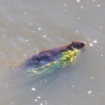 Busy Beaver in the Gorge -7-27-15