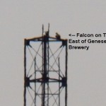 Falcon on Cell Tower East of Brewery -7-29-15