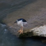 Hunting Black Crowned Night Heron -7-27-15