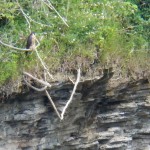 Genesee on the Gorge Wall -7-8-15