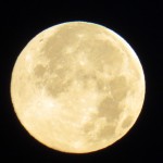 img_0002-blue-moon