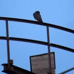 img_0008-billie-near-hawkeye-nest-box