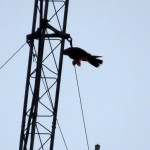 img_0024-high-wire-act