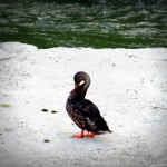 img_0027-duck-all-by-itself