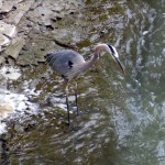 img_0034-gbh-in-gorge