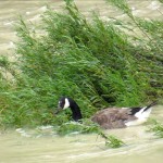 img_0041-canada-goose-in-river