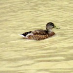 img_0042-quack-quack