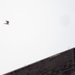 img_0082-falcon-flying-over-crossroads