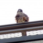 img_0088-meet-rochesters-newest-fledgling-from-seneca-towers1