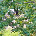 Genesee on Island Tree -8-6-15