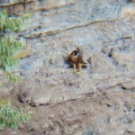 Genesee on the Gorge Wall -8-6-15