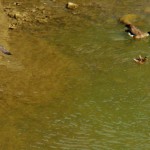 Cadence Diving on the Ducks, Geese and Gulls on the River-8-6-15